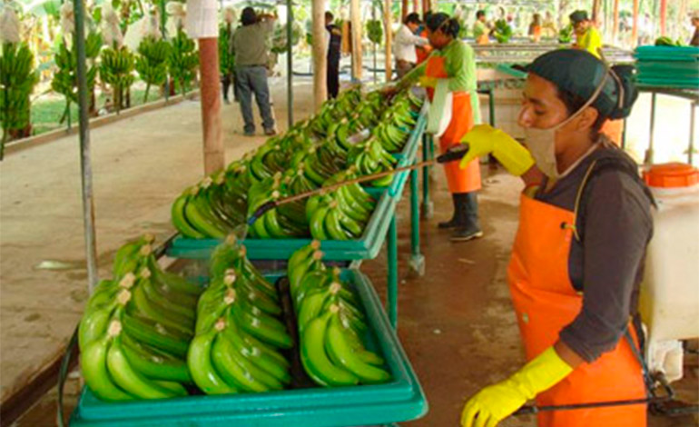 Honduras exportó productos agrícolas por $747 millones