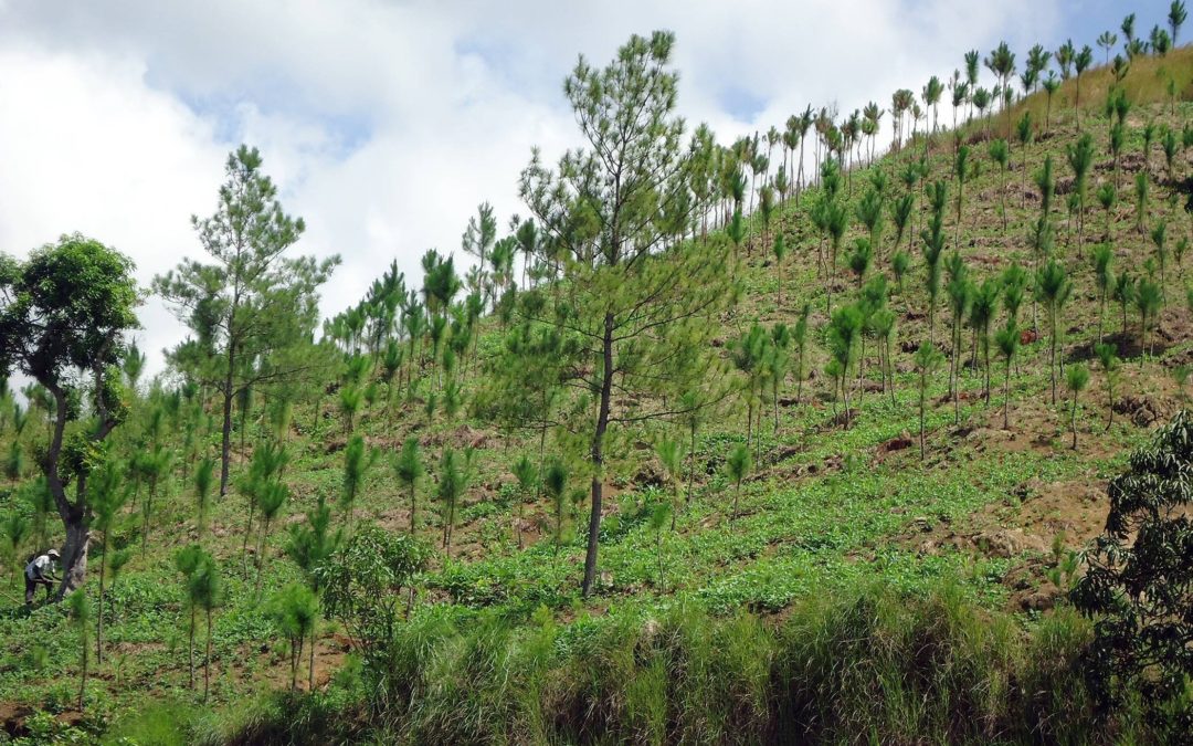 Panamá: Exenciones fiscales para el sector forestal