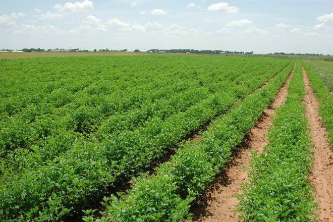 Centroamérica: Crece importación de salsas desde México